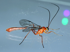 Dicamptus fuscicornis