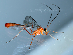 Dicamptus fuscicornis