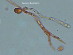 Dacrymyces corticioides