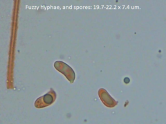 Dacrymyces corticioides