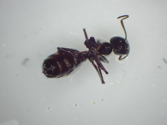 Formicoidea