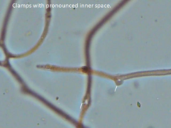 Dacrymyces corticioides