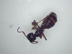 Formicoidea