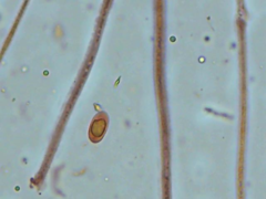 Dacrymyces corticioides