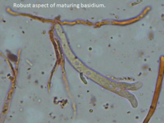 Dacrymyces corticioides