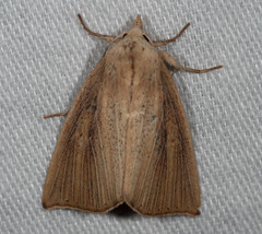 Lophocalama neuritis