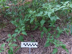 Solanum americanum