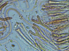 Dacrymyces corticioides