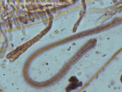 Dacrymyces corticioides