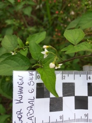 Solanum americanum