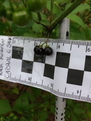 Solanum americanum