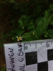 Solanum americanum