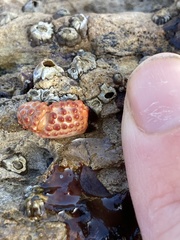 Paraxanthias taylori