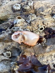 Paraxanthias taylori