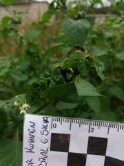 Solanum americanum