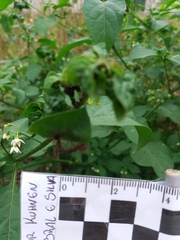 Solanum americanum
