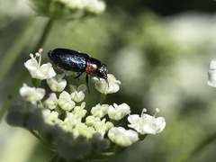 Neocuris gracilis