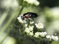 Neocuris gracilis