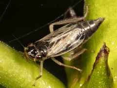 Evacanthus acuminatus