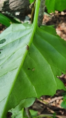 Plectonycha correntina