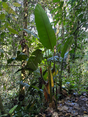 Heliconia imbricata
