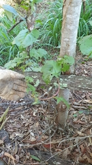 Plectonycha correntina