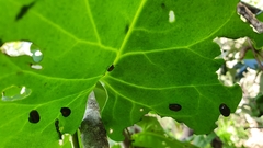Plectonycha correntina