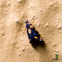 Diptychophora harlequinalis