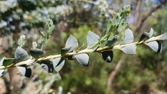 Acacia cultriformis