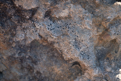 Lecanora gangaleoides