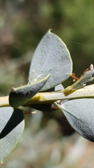 Acacia cultriformis