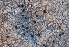 Lecanora gangaleoides