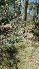 Acacia cultriformis