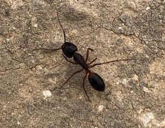 Camponotus consobrinus