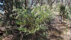 Acacia cultriformis