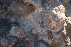 Lecanora gangaleoides