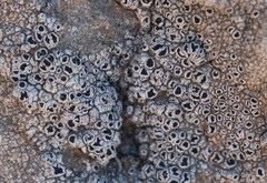 Lecanora gangaleoides