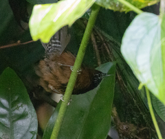 Pheugopedius atrogularis