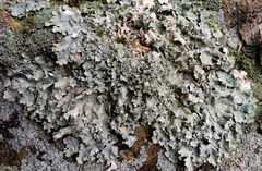 Punctelia graminicola