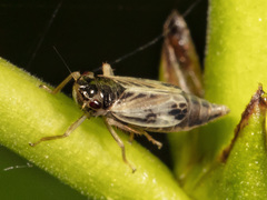 Evacanthus acuminatus