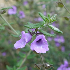 Prostanthera hirtula