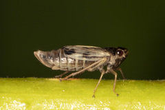 Evacanthus acuminatus