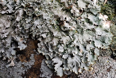 Punctelia graminicola