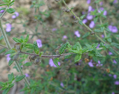 Prostanthera hirtula