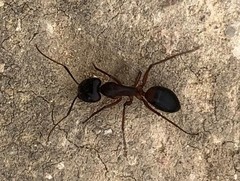 Camponotus consobrinus