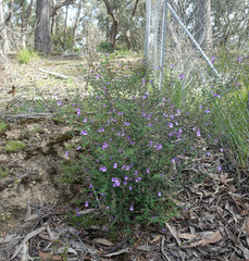 Prostanthera hirtula