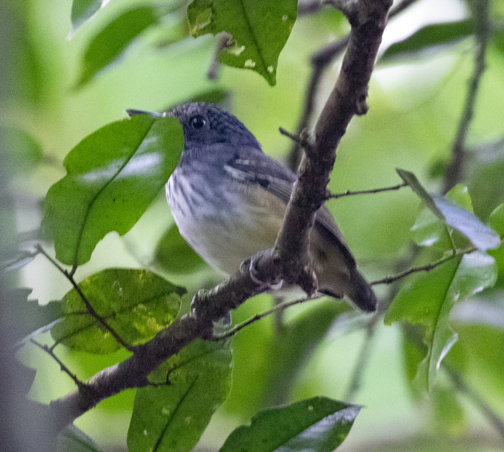 Streak-Crowned Antvireo