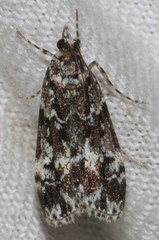 Eudonia protorthra