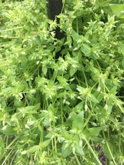Stellaria media