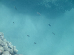 Pycnochromis vanderbilti